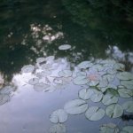 Lilypad-After.jpg