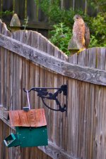 Hawk 1 on Fence August 2015 rff.jpg