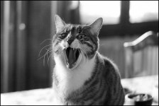 PhillipCat.jpg