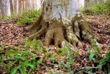 Beech-Roots-and-Ferns.jpg