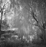 Willow & Pond IR copy.jpg