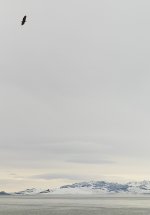 eagle2.jpg