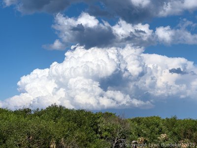 20250421-IMG_2975-Edit-1024-RFF.jpg