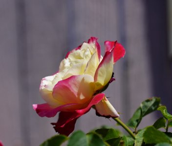 DSC09348 (2).JPG