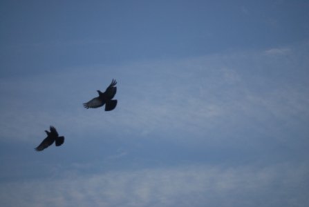 DSC_3928.jpg