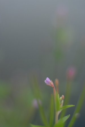 DSC_3934.jpg