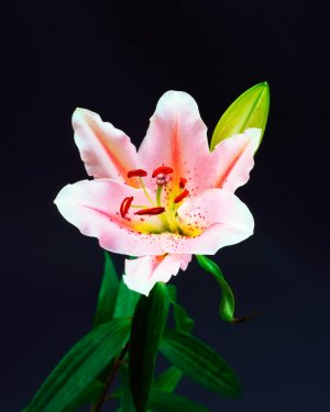 20050329MRTOMLINSON_flower1 16x20.jpg