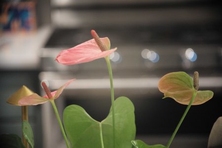 L1009079.jpg