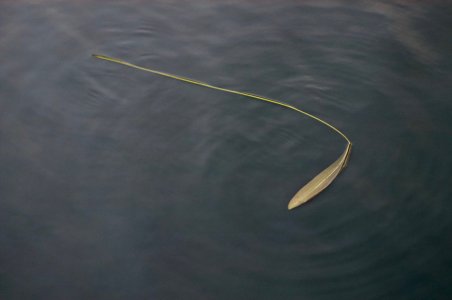 DSC_0015.jpg
