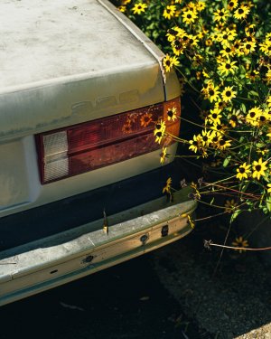 BMW 325 Rear Flowers - Arlington VA - Sept 2025 - Lumix S5 - 50mm f1pt1-2.jpeg