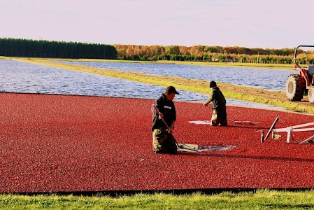 Cranberry harvest.JPG