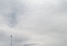 l1001224_lightbirds.jpg