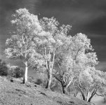 Trees & Moon IR copy.jpg