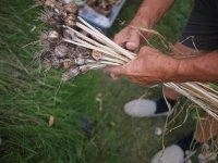 e-p1 35 CL (2 of 3).jpg