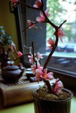 teahouse2.jpg