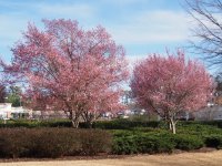 ATL Spring 2-24-2014_resize.JPG