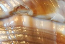 IMG_6652.jpga.jpg