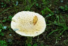 Leica Canon Fungus 2.jpg