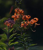 L1151171.jpg