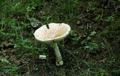 M2 Canon Fungus.jpg