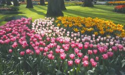 flowers.jpg
