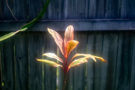 Summar Glow 13 Dec 2025.jpg