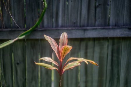 Summarit Glow 13 Dec 2025.jpg