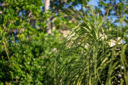 Summitar f2 13122025.jpg