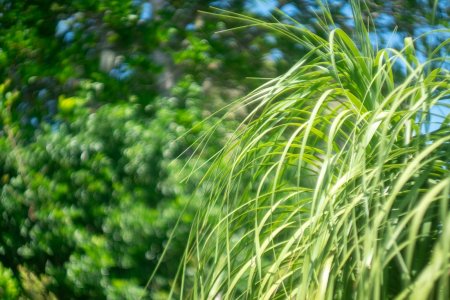 Summarit f2 13122025.jpg