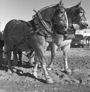 Klondike Days_3 copy.jpeg