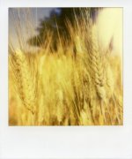 rich harvest.jpg