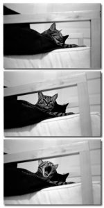 CatsTrio_1.jpg