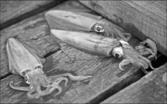 squid.jpg