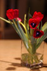 Tulip-Nokton.jpg
