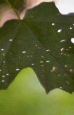 090817026BcropA.jpg