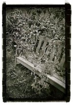 grown-over-bench-(Medium)-2.jpg