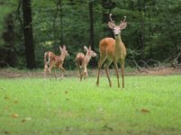 deer2_nikkor300_45.jpg