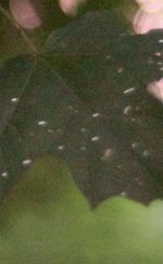090817027cropA.jpg