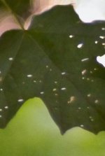 090817026CnrcropA.jpg