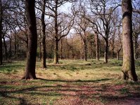 Minolta TC-1 Tatton Park.jpg