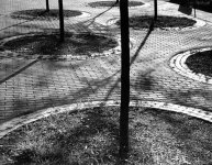 TreeShadows.jpg