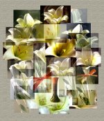 lily-collage30x35.jpg