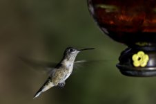 L1010501-1.jpg