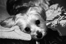 FINAL Aubie with Nikon FM2n 2016 rff.jpg