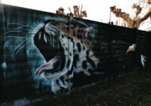 graffiti_magenta_1.jpg