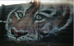 magenta_graffiti_3.jpg