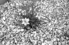Rollei 35S Delta 100 flowers rocks.jpg