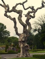 GraveyardTree2.jpg