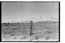 birds-small-2.jpg