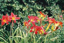 voigtlander vitomatic II fall07-06_1.jpg